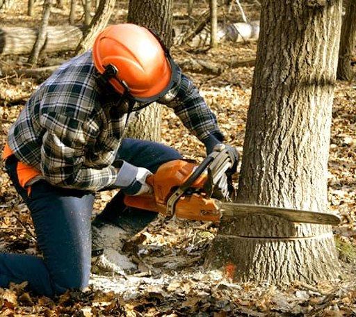 Tree Removal in Moyers, OK